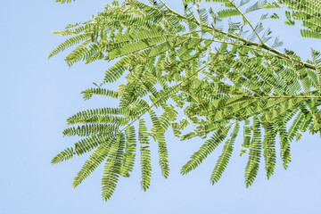 Beautiful tree leafs in front of a blue sky