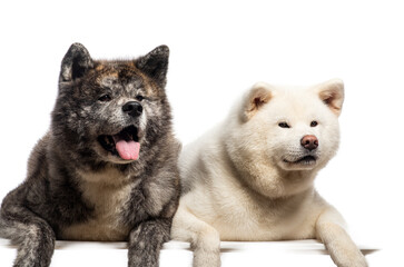 Two Akita Inu dogs lying down, Isolated on white