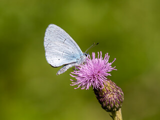 Holly Blue Butterfly. Wings Closed.