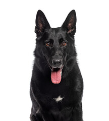 Head shot of Black German Shepherd panting mouth open, Isolated on wite