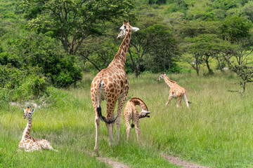 Naklejka na ściany i meble Gruppe von seltenen Uganda-Giraffen Jungtieren in Graslandschaft mit Akazien