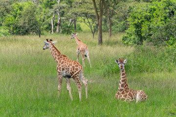 Gruppe von seltenen Uganda-Giraffen Jungtieren in Graslandschaft mit Akazien