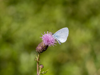 Holly Blue Butterfly. Wings Closed.