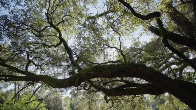Slow motion and sun flares of Florida forested swamps and tree lines under a sunny forest within natural landscape and beautiful slo mo