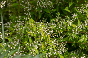 Deutzia gracilis duncan Chardonnay pearls white flowering shrub, beautiful ornamental flowers starting to bloom