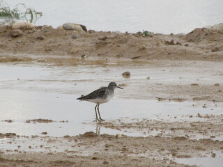 Sandpiper on the Beach