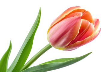 close up of beautiful fresh tulip isolated on white background.
