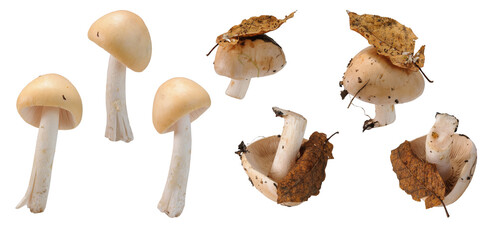 Many toadstools with dry leaves at various angles on white background