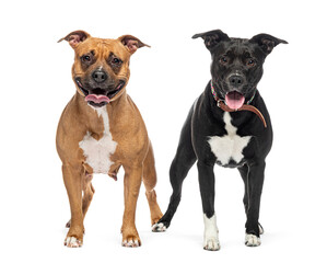 Two Am Staff panting and wearing a dog collar, isolated on white