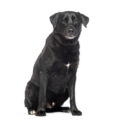 Old graying black Labrador retriever dog