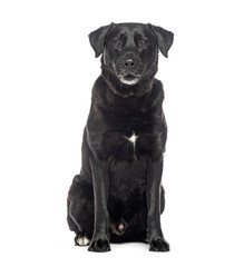 Old graying black Labrador retriever dog