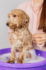 Dog grooming salon. Groomer bathes a small golden poodle in foam. Professional animal care. Spa and relaxation in the pet salon.