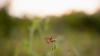 yellow butterfly with a beautiful background, as well as details of a butterfly