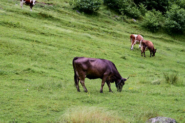 Cows grazing early in the morning in a pasture in the mountains, veils of fog and clouds hang in...