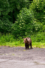 Brown bear (Ursus arctos) looks at the camera on the road of Transfagarasan, Transylvania Romania