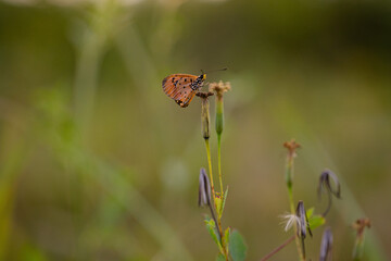 yellow butterfly with a beautiful background, as well as details of a butterfly