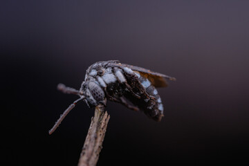 bees, yellow jackets taken at close range reveal details