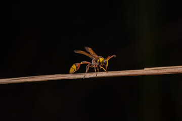 bees, yellow jackets taken at close range reveal details