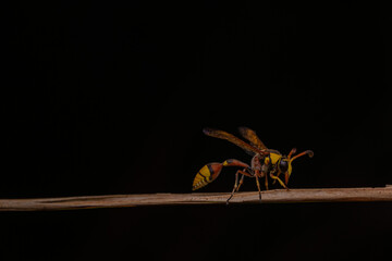 bees, yellow jackets taken at close range reveal details