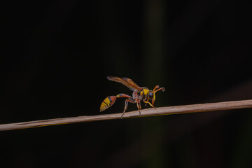 bees, yellow jackets taken at close range reveal details