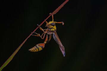 bees, yellow jackets taken at close range reveal details