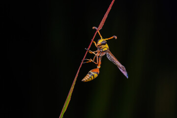bees, yellow jackets taken at close range reveal details