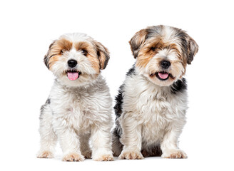Two Biewer Terrier dogs sitting together, Isolated on white