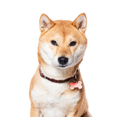Closeup portrait of Shiba Inu wearing a dog collar, Isolated on white