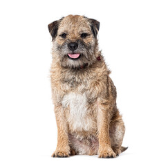 Border terrier sitting and panting, Isolated on white