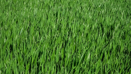 Young green cereal plant stems grow on agricultural land: a scenic abstraction, a decorative textured view of farmland in spring on a sunny day.