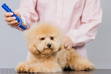 Cute groomer combing the hair of a small cute Maltipur puppy for fur. The concept of advertising...