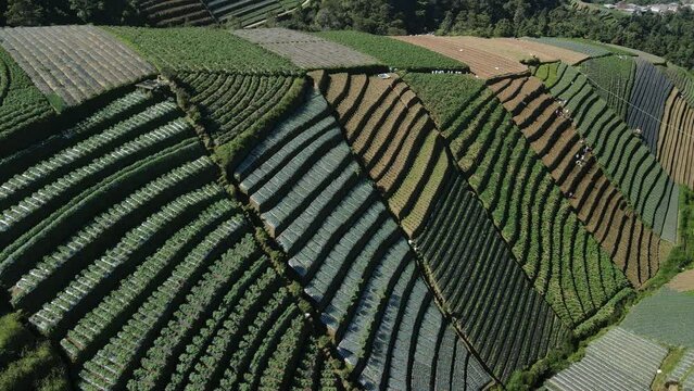 aerial shot of colourful fields with vegetables on a hills of a mountain in Nepal Van Java