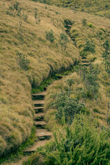 Fototapeta na wymiar A footpath in Horn plains Sri Lanka 