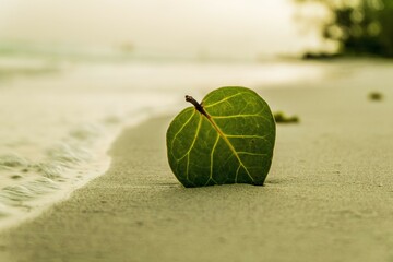a leaf on the beach