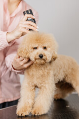 Groomer grooms little cute poodle puppy with trimmer. A woman doing her hair at a pet hairdresser in a grooming salon. Beautiful little puppy in a grooming salon or veterinary clinic.