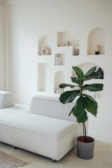A lyre-shaped ficus in a pot near the white sofa in the living room. A home plant in a stylish...