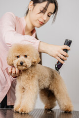 Groomer grooms little cute poodle puppy with trimmer. A woman doing her hair at a pet hairdresser...