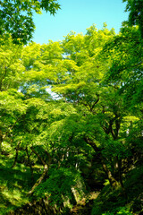 Fototapeta premium 新緑の美しい東福寺の境内