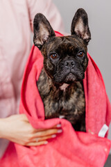 After the bath, the groomer or veterinarian drys the dog with a towel. Animal spa and hygiene concept in groomer salon. Funny French bulldog on a light background.