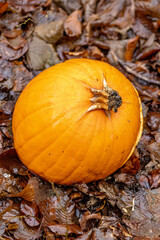 pumpkin on leaves
