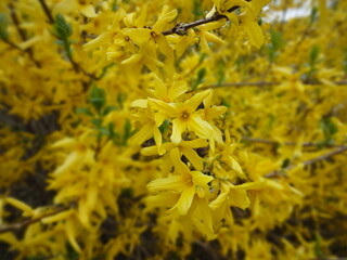 Yellow forsythia background