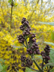 Yellow forsythia background