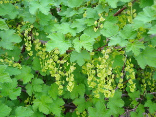 Spring blackcurrant branch