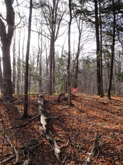 Fall forest with fallen trees and moss 
