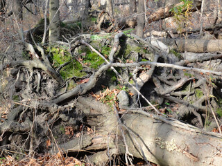 Fall forest with fallen trees and moss 