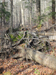 Fall forest with fallen trees and moss 
