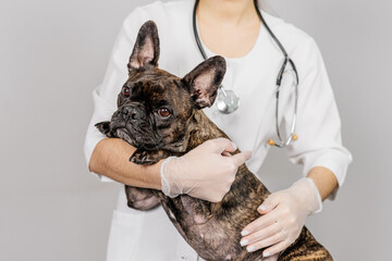 A female veterinarian or groomer holds a cute French bulldog in her arms on a light background. The concept of medical examination, veterinary medicine and animal care.