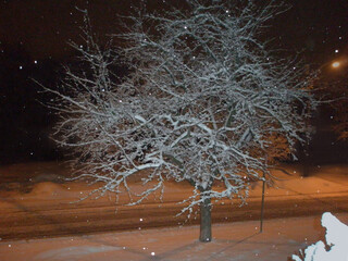 Winter landscape with tree branches covered in snow in day and night