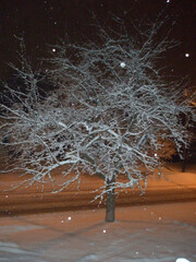 Winter landscape with tree branches covered in snow in day and night