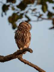 Steinkauz (Athene noctua)